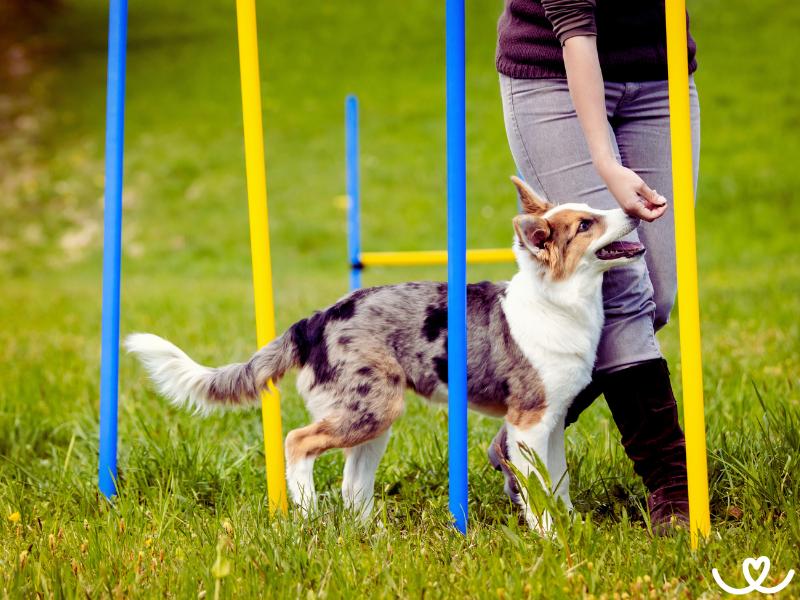 Psi-sporty-agility (11)